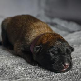 Belgian Malinois Puppies from Fromage Malinois