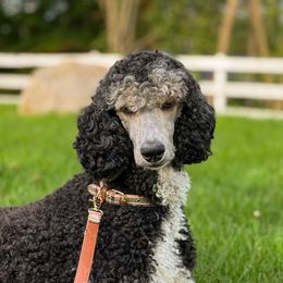 Farrah Jane - Poodle