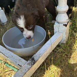 Border Collie Puppies from Athena’s Collies