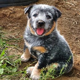 Australian Cattle Dog and Pembroke Welsh Corgi Puppies from Leatherman Quarter Horses