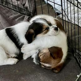Russell Terrier Puppies from Norvell Kennels