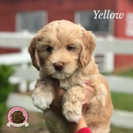 Australian Labradoodle Puppies from Rainbow Row Labradoodles