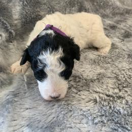 Pepper - Parti female Poodle puppy in Haddam, Kansas from Golden B Acres