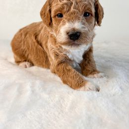 Aussiedoodle Puppies from Cotton Lane Puppies