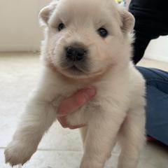 Puppy 4 - White female American Eskimo Dog puppy in Redlands, California from Arctic Storm Kennels