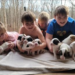 American Bulldog Puppies from Valor American Bulldogs
