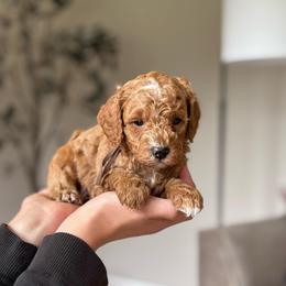 AKC miniature poodle (Brown collar boy) - Apricot male Poodle puppy in Skamokawa, Washington from East Valley Pups