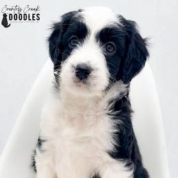 Memorial aka Remi - female Australian Mountain Doodle puppy in Tipton, Indiana from Country Creek Doodles