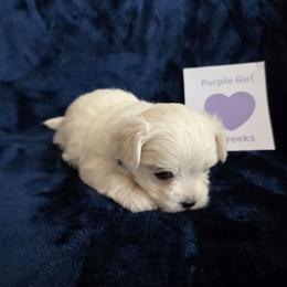 Purple Girl - White female Maltipoo puppy in Sahuarita, Arizona from Cowgirl's Legacy Maltipoos