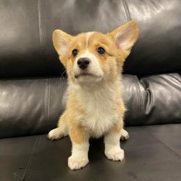 Waffles - Red female Pembroke Welsh Corgi puppy in Urbana, Ohio from Edgewood Farm and Kennel