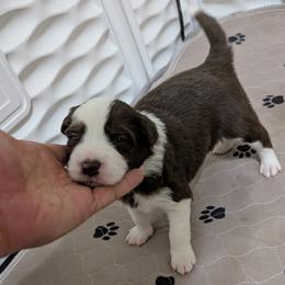 Wrangler - White and red male Border Collie puppy in Ashford, Alabama from Double4farms