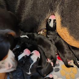 Puppy 3 - Black, white and red male Greater Swiss Mountain Dog puppy in Conroe, Texas from S’rendi Greater Swiss Mountain Dogs