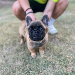 French Bulldog Puppies from Frenchie Love Bugs