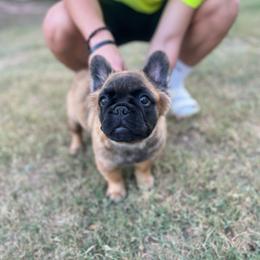 French Bulldog Puppies from Frenchie Love Bugs
