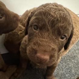 Dark Blue - Dark deadgrass male Chesapeake Bay Retriever puppy in Lewiston, Utah from Bellus Chesapeakes