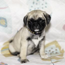 Natalie (purple) - Fawn female Pug puppy in Hereford, Arizona from Broken Road Ranch Pugs