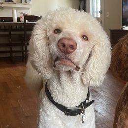 Poodles from Purfect Poodles