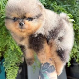 Candy - Blue merle female Pomeranian puppy in Coleman, Oklahoma from Pretty Poms