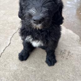 Boy 2 grey  collar - Black and white male Sheepadoodle puppy in Eleva, Wisconsin from Molly’s Doodles