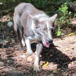 Blue - Border Collie