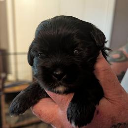 Landon - Black male Lhasa Apso puppy in Fort Worth, Texas from Cynthia's Lhasa Apsos