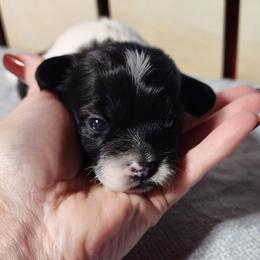 Polkadot - Black and white female Shichon puppy in Imperial, Missouri from Shichon Teddybear  puppies of Miss