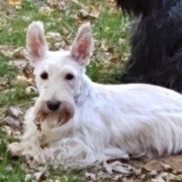 Scottish Terrier All Grown Up from Moore's We Little Farm Scotties