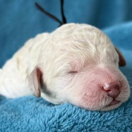 Boy 4 - male Poodle puppy in Screven, Georgia from Dreamland Standard Poodles