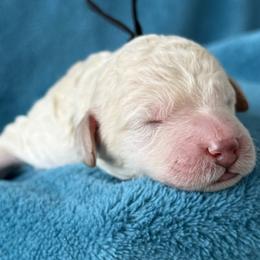 Boy 4 - male Poodle puppy in Screven, Georgia from Dreamland Standard Poodles