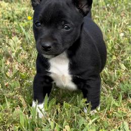 Boy 2 - Black and white male Rat Terrier puppy in Bee Branch, Arkansas from Rust Creek