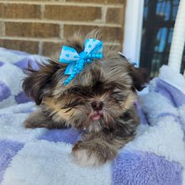 Miley - Red and tan female Shih Tzu puppy in Vernon, Texas from Fru Fru's Shih Tzus