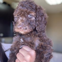 Blixem - Chocolate Goldendoodle puppy in Oak Glen, California from Oak Glen Family Doodles