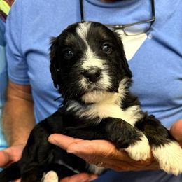 Bear - Tri-color male Bernedoodle puppy in Ferguson, North Carolina from Elevated Standards NC