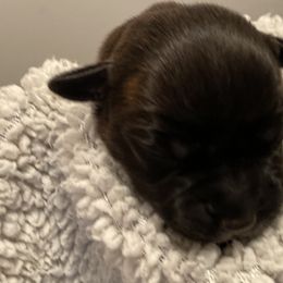Ms Marvel - Brindle and white Staffordshire Bull Terrier puppy in Austin, Texas from Wheeler's Staffys