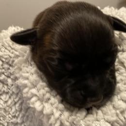 Ms Marvel - Brindle and white Staffordshire Bull Terrier puppy in Austin, Texas from Wheeler's Staffys