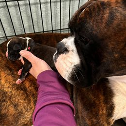 Boxer Puppies from Raynen Boxers, LLC