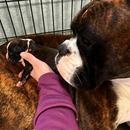 Boxer Puppies from Raynen Boxers, LLC