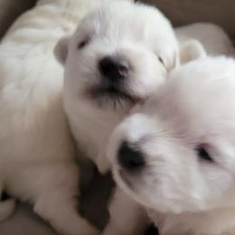 West Highland White Terrier Puppies from AKC  Westie World