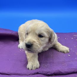 Female 3 - Golden female Golden Retriever puppy in Spanaway, Washington from 11 Oaks Kennels