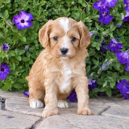 Charlie - Red male Cavapoo puppy in Gap, Pennsylvania from Country View Puppies ( License 18816)