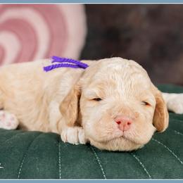 Cady - Red female Cockapoo puppy in Connersville, Indiana from Deaz Doodle Ranch