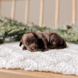 Piper - 12 Days of Christmas - Chocolate female Goldendoodle puppy in Syracuse, Indiana from The Doodle Cove