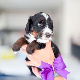 Bert - Tri-color male Bernedoodle puppy in Ontario, California from Teddy Doodles & Standard Poodles