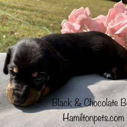 Dachshund Puppies from Shawnee Tribe Dachshunds