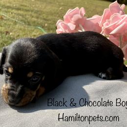 Dachshund Puppies from Shawnee Tribe Dachshunds