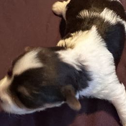 Yorkshire Terriers from Jackson Puppies