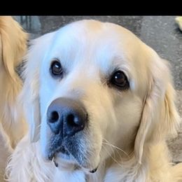 SKY - Golden Retriever