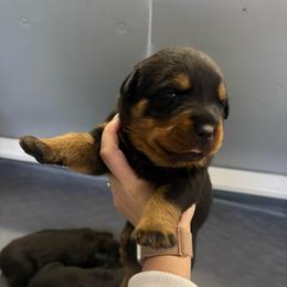 Ella - Black and tan female Rottweiler puppy in Mcminnville, Oregon from JHB Rottweilers
