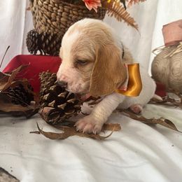 Kristoff - Lemon and white male Basset Hound puppy in Willow Spring, North Carolina from Blackberry Creek Basset Hounds