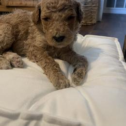 Poppy - Red  female Poodle puppy in Calimesa, California from Coriander Pups